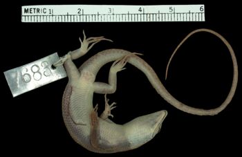 Media type: image;   Herpetology R-7683 Aspect: ventral